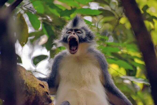 5 Days North Sumatera Adventure : Bukit Lawang & Mount Sibayak - Key Points