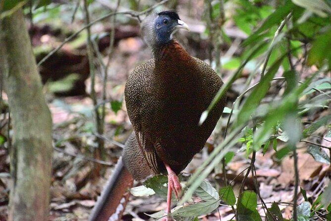 5 Days North Sumatera Adventure : Bukit Lawang & Mount Sibayak - FAQs