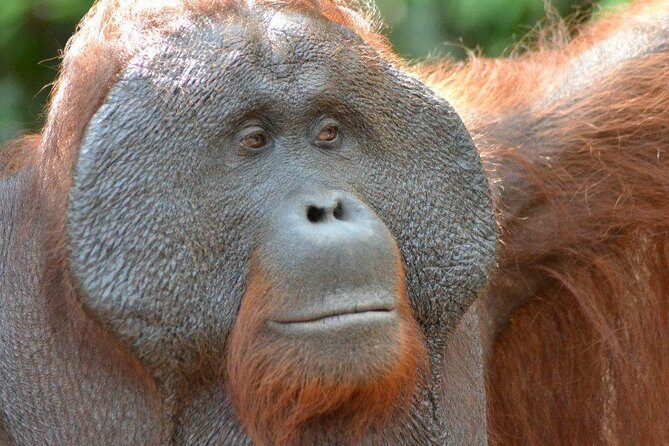 5 Days Truly Orangutan Wildlife Jungle Trail - Exploring the 5 Days Truly Orangutan Wildlife Jungle Trail: An In-Depth Review