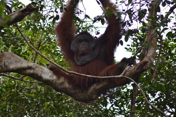 5 Days Truly Orangutan Wildlife Jungle Trail - Key Points