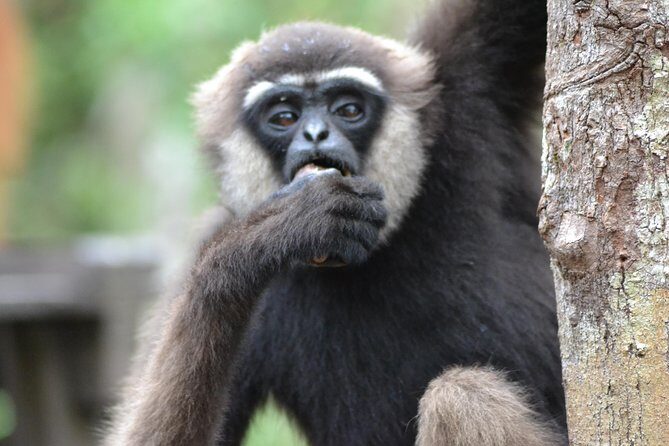 5 Days Truly Orangutan Wildlife Jungle Trail - Practical Considerations and Tips