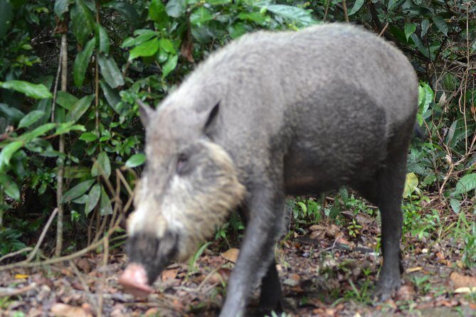 5 Days Truly Orangutan Wildlife Jungle Trail - Summary: Who Should Consider This Tour?