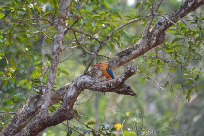 5 Days Truly Orangutan Wildlife Jungle Trail - Final Thoughts