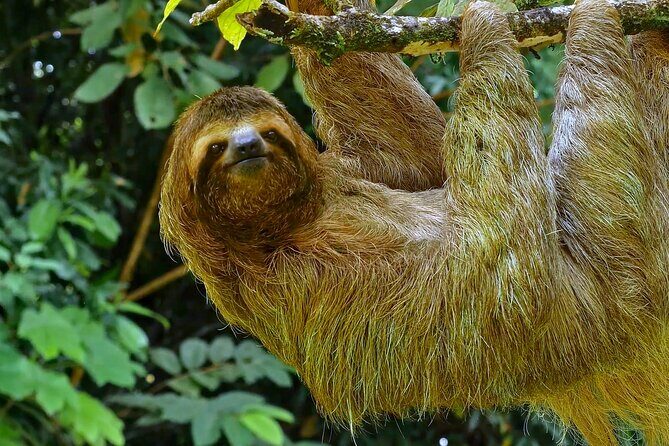 5 Days Wildlife Tour in Drake Bay, Sierpe, Corcovado and Osa - An In-Depth Look at the 5-Day Wildlife Tour