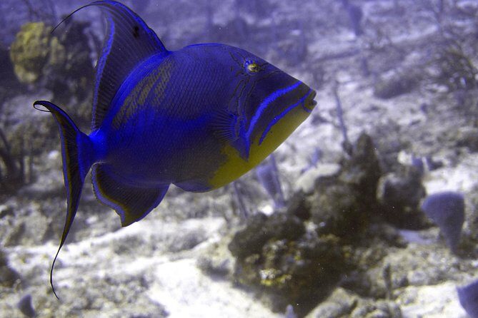 5 Dive Scuba Diving Package in Roatan - Who Would Enjoy This Experience?