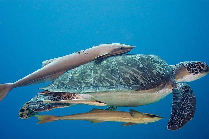 5 Dive Scuba Diving Package in Roatan - Unlocking the Magic of Roatan’s Mesoamerican Reef