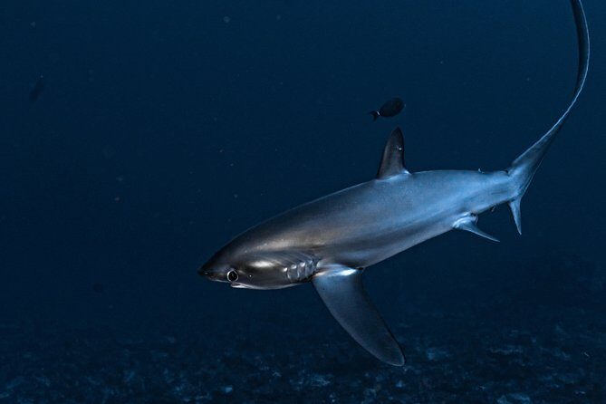 5 Fun Dives in Nusa Lembongan (for certified divers) - Swim with a Mola Mola - Why This Dive Tour Is Worth Considering