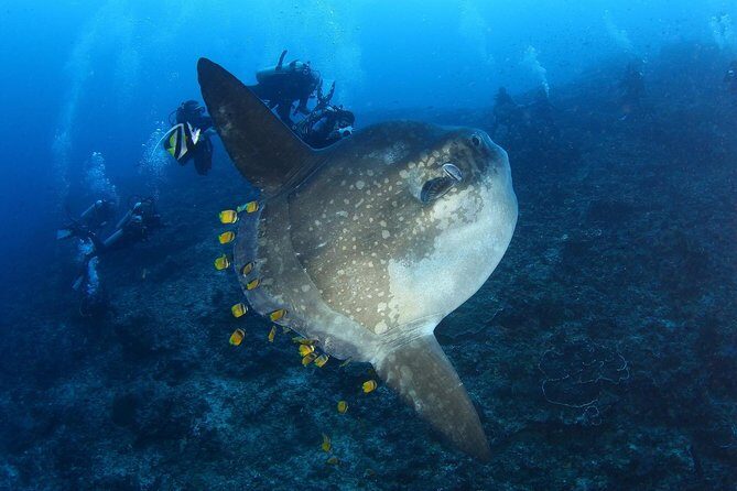 5 Fun Dives in Nusa Lembongan (for certified divers) - Swim with a Mola Mola - Who Should Book This?