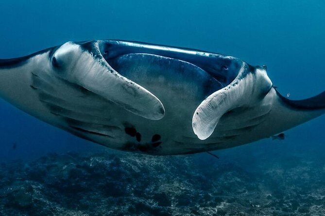5 Fun Dives in Nusa Lembongan (for certified divers) - Swim with a Mola Mola - The Sum Up