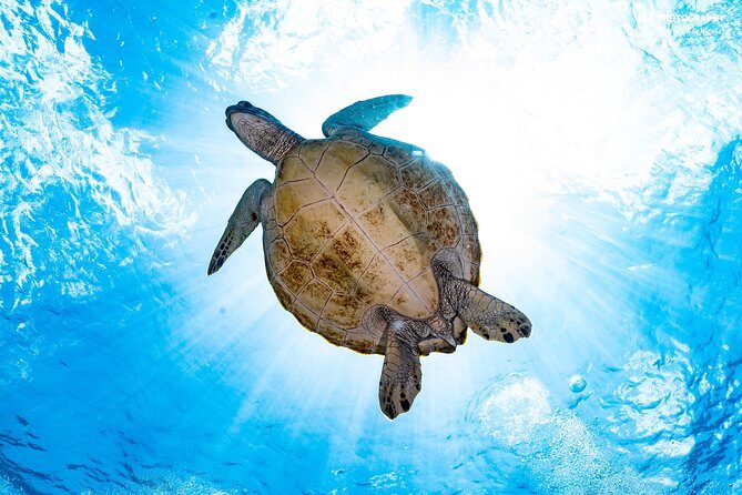 5 Fun Dives in Pemuteran (for certified divers) - Exploration in Menjangan Park - Who Should Consider This Tour?