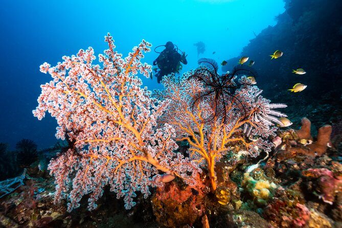 5 Fun Dives in Pemuteran (for certified divers) - Exploration in Menjangan Park - The Sum Up