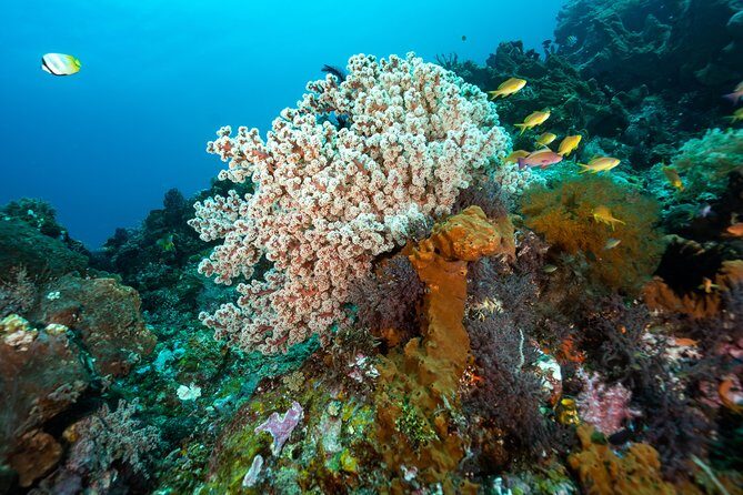 5 Fun Dives in Pemuteran (for certified divers) - Exploration in Menjangan Park - FAQs
