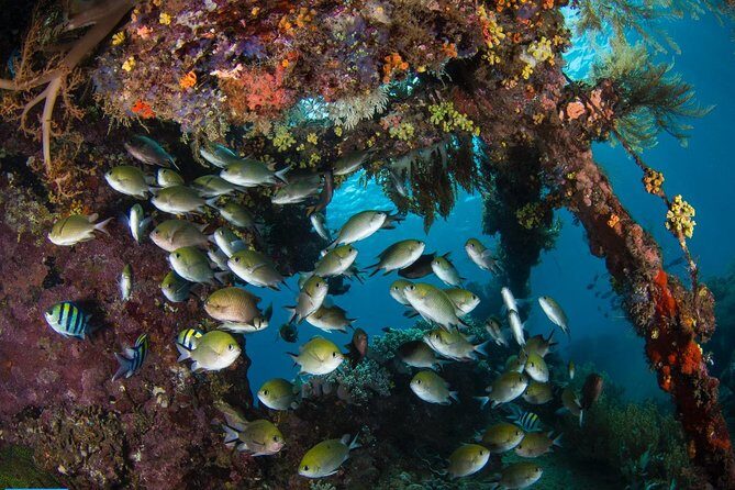 5 Fun Dives in Tulamben (for certified divers) - Discover famous diving sites - The Sum Up: Is This Tour Worth It?