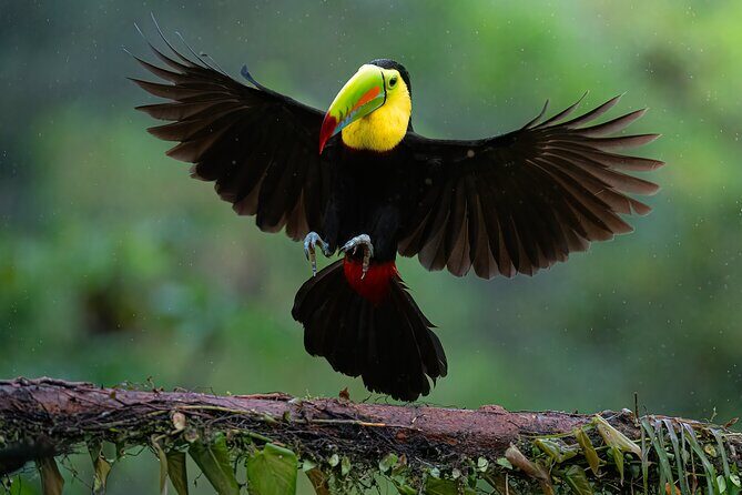 5-Hour Birdwatching and Photography Tour in Monteverde - Exploring Monteverde’s Birdlife: A Closer Look at the Tour