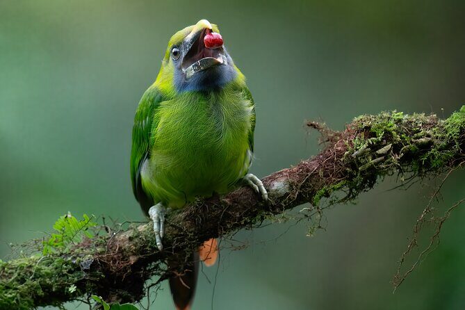 5-Hour Birdwatching and Photography Tour in Monteverde - Final Thoughts