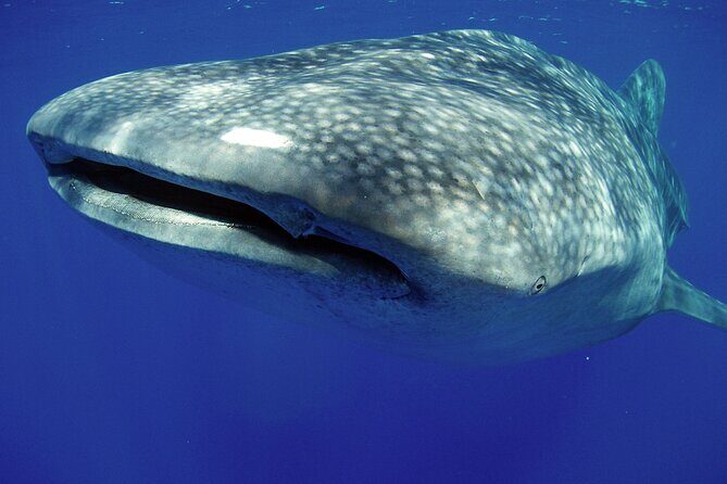 5-Hour Kona Private Boat Charter - What We Love About This Tour