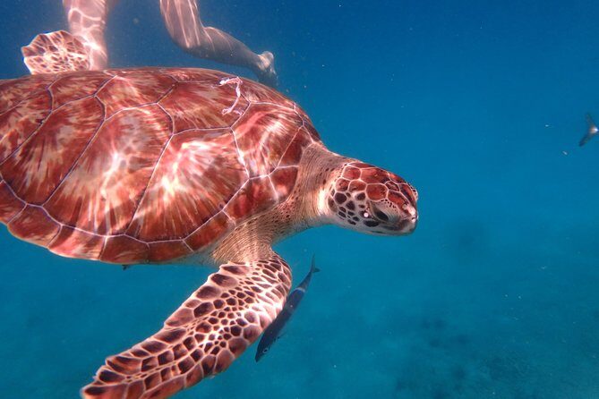 5-Hour Small-Group Catamaran Cruise from Bridgetown with Lunch - Final Thoughts