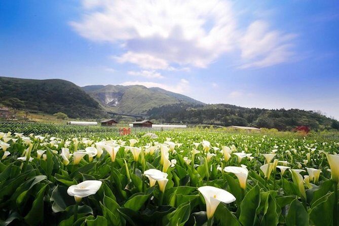 5-Hour Vegetarian Private Tour - Visit Yangmingshan and Taste Veggie Cuisine - The Sum Up