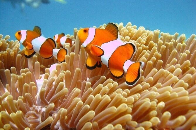 5 Hours Bali Blue Lagoon Snorkeling Tour Including Tanjung Jepun - Exploring Bali’s Underwater Paradise: The 5-Hour Blue Lagoon Snorkeling Tour Including Tanjung Jepun