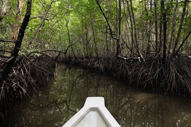 5 Hours Mangrove Boat Tour in Langkawi - Key Points