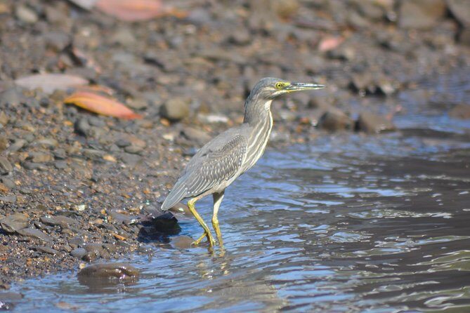 5 Hours Sharing Basis Kilim Mangrove Safari Boat Tour in Langkawi - Detailed Review of the Kilim Mangrove Safari Boat Tour