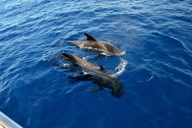 5 hrs. Watching and listening whales and dolphins visiting Los Gigantes - Who Should Consider This Tour?