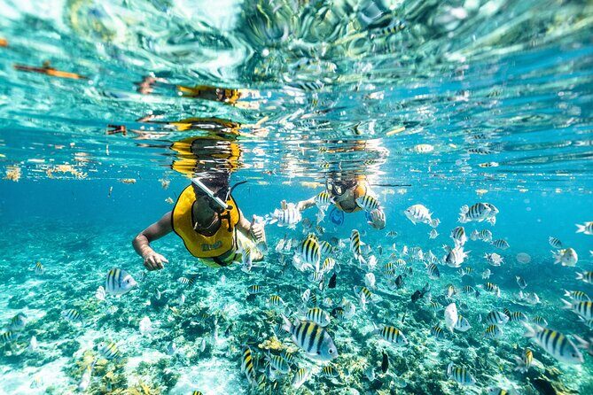 5-in-1 Cancun Snorkeling: Turtles, Reef, Musa, Shipwreck, Cenote - FAQ