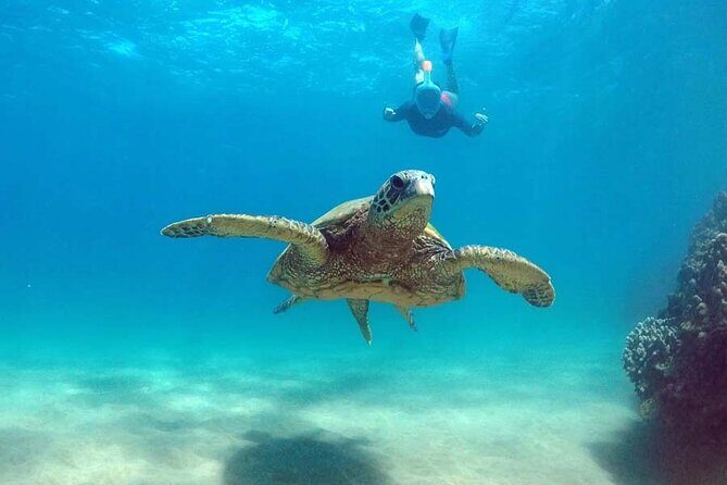5 in 1 Deluxe Cruise: Turtle Snorkeling, Activities and Pick-Up - FAQ