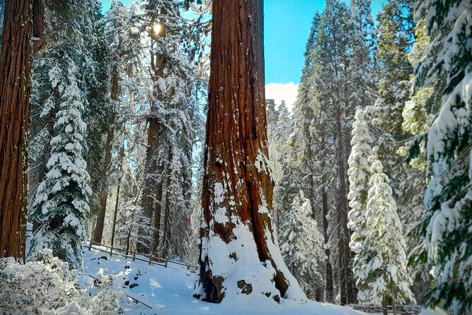 5-Star Rated Sequoia Winter Tour - Key Points
