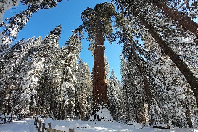 5-Star Rated Sequoia Winter Tour - Frequently Asked Questions