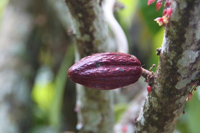 5 Tours of Jungle and Dominican Culture with Lunch - Final Thoughts