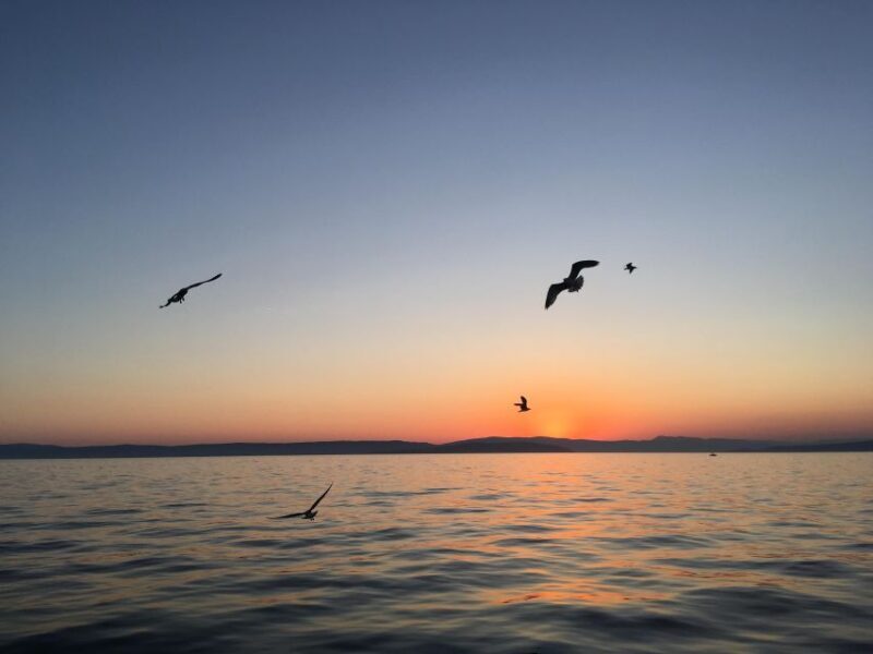 5,5h Plavnik Island: Swim & Snorkel with Capt. Bobo(Private) - What Makes This Tour Stand Out