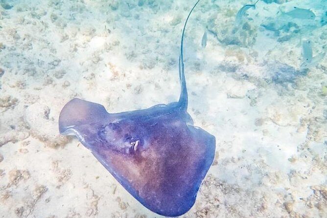 5H Private 40'Catamaran All-Inclusive in Tulum & Playa del Carmen - Who Should Book This Tour?