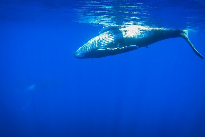5h Respectful whale excursion complete - What to Expect on the Water