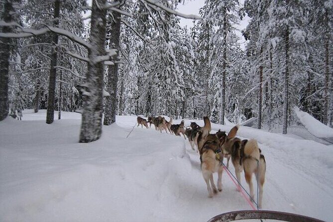 5KM Husky Sled Ride from Levi - Key Points