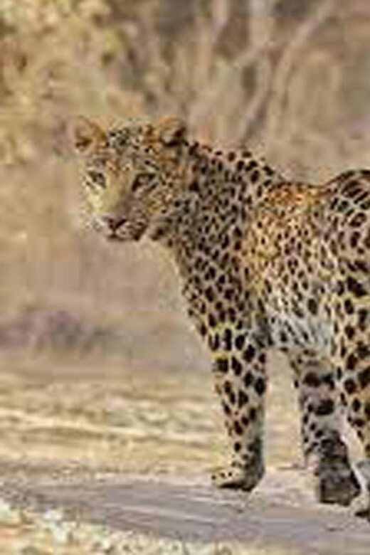 5Night 6Day Private Golden Triangle Tour With Jhalana Safari - Key Points