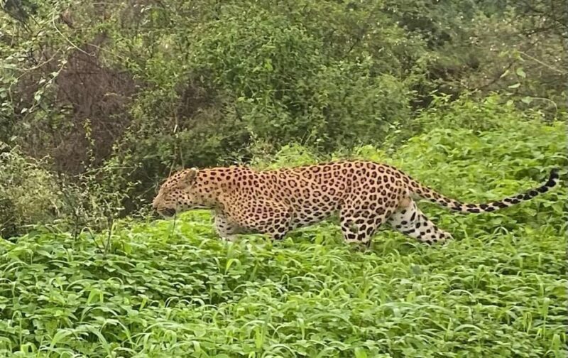 5Night 6Day Private Golden Triangle Tour With Jhalana Safari - The Sum Up: Who Will Get the Most Value?