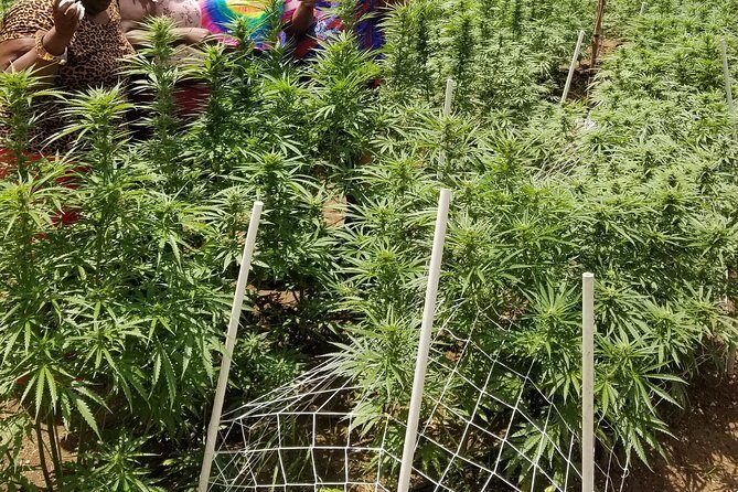 6. Bob Marley 9miles/Dunn's River Private Tour(420 Friendly)final resting place - Final Thoughts