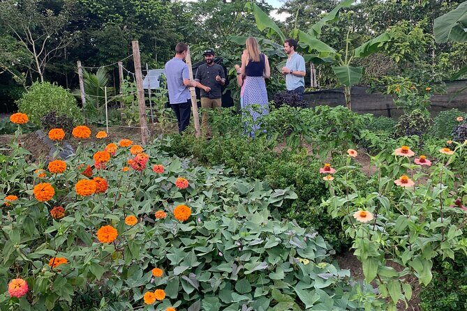 6 Course Tropical Rainforest Foodie Adventure - Key Points