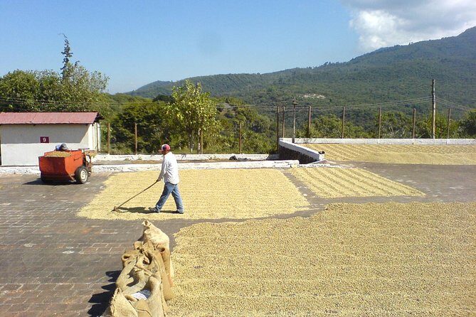 6-Day Best of West El Salvador : Cerro verde, Coffe route, Maya Ruins - Key Points