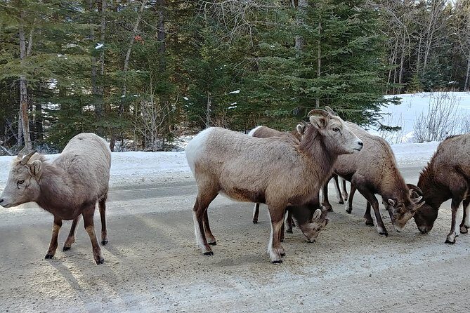 6 Day Canadian Rocky Mountains Explorer Private Tour - An In-Depth Look at the 6-Day Canadian Rockies Private Tour
