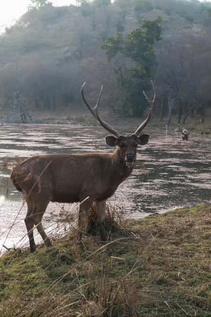 6-Day Golden Triangle Tour: Taj Mahal, Jaipur & Ranthambore - A Deep Dive into the 6-Day Golden Triangle & Ranthambore Experience