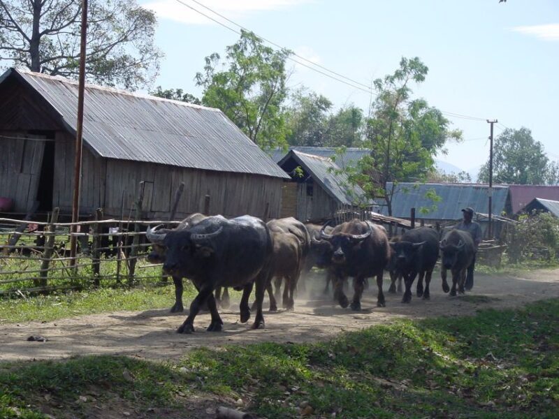 6-day Tour from Hoi An to Da Lat via Ho Chi Minh Trail - FAQ