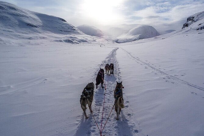 6 Day Winter Wonderland Tour in Yellowstone National Park - What Makes This Tour Stand Out?