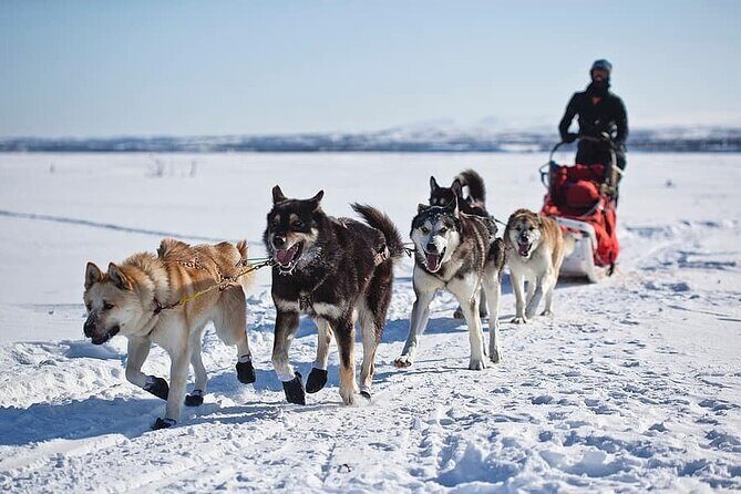 6 Day Winter Wonderland Tour in Yellowstone National Park - Frequently Asked Questions