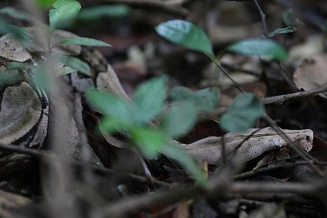 6 Days Amazon Jungle Adventure Tour - Who Is This Tour Best For?