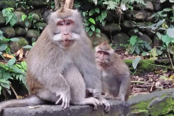 6 Days Best Of Bali And Nusa Penida All Inclusive Private Tour - An In-Depth Look at the 6-Day Bali and Nusa Penida Experience