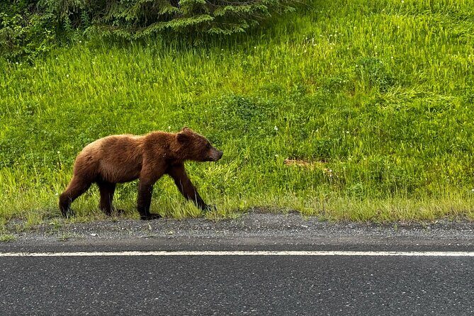 6 Days Best of Grand Alaska Highlights Tour - Who Would Enjoy This Tour?
