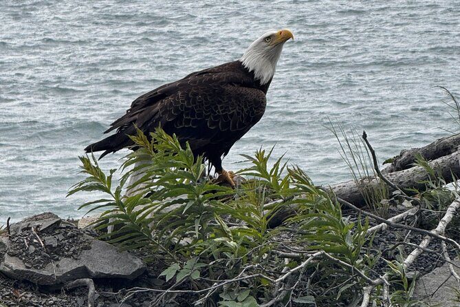 6 Days Best of Grand Alaska Highlights Tour - FAQs