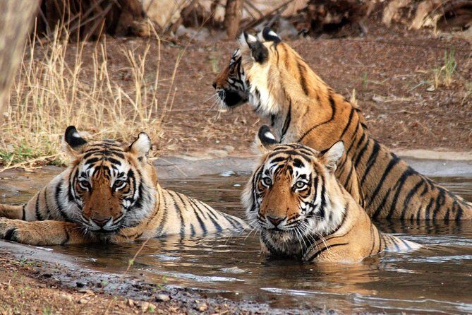 6 Days Golden Triangle Tour with Ranthambore: Delhi Agra Jaipur Ranthambore Tour - A Practical Exploration of the Itinerary